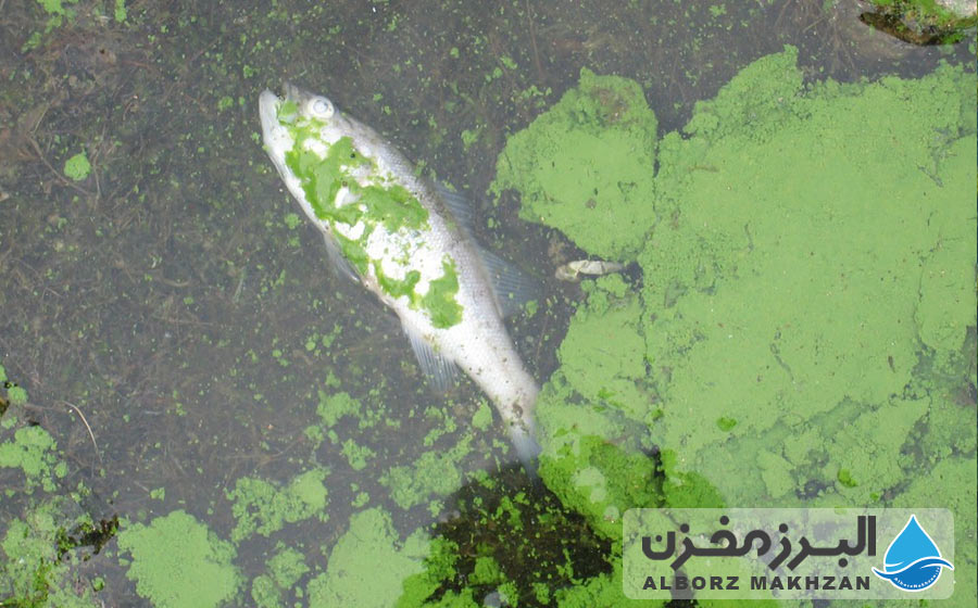 اثرات جلبک مخزن آب بر حیوانات خانگی و دام