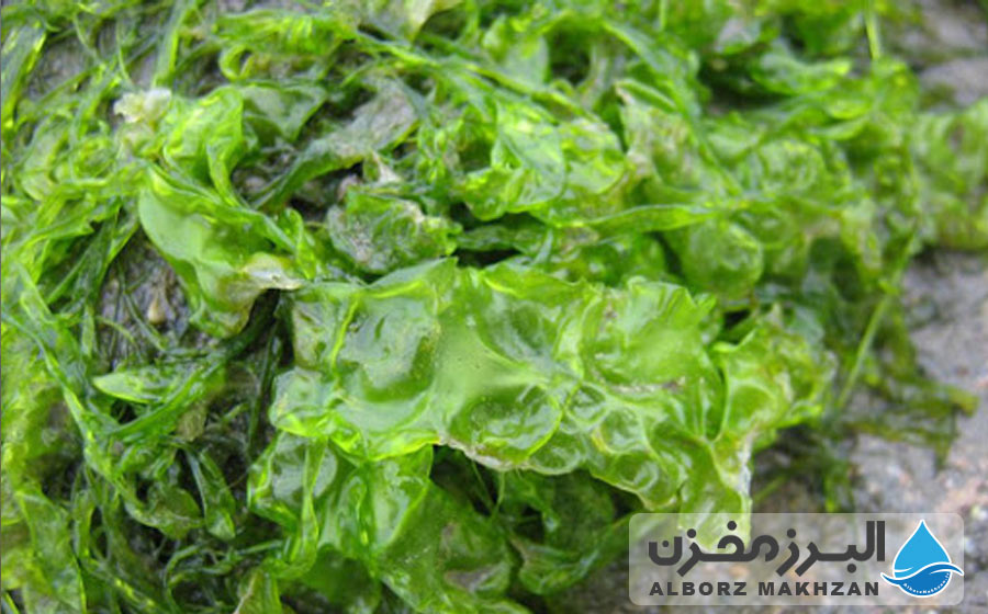 اثرات جلبک مخزن آب بر گیاهان