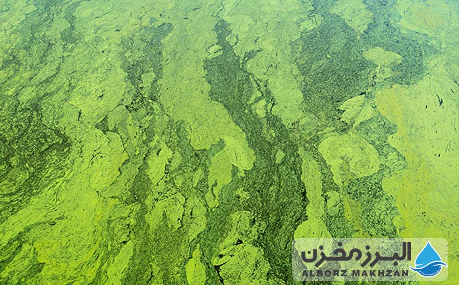 آیا جلبک مخزن آب به انسان‌ها، گیاهان و حیوانات آسیب می‌رساند؟