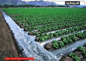 مصرف بیش از حد آب در بخش کشاورزی