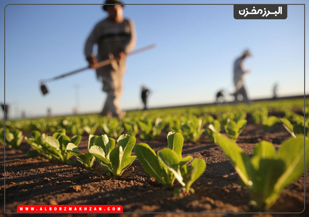 آبیاری و کوددهی به زمینهای زراعی با استفاده از تانکرکود مایع